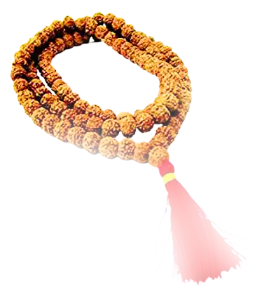 11 Mukhi Rudraksha